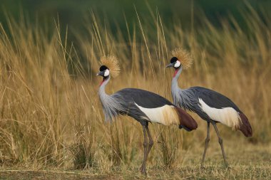 Gri Turna (Balearica regulorum) Güney Luangwa Ulusal Parkı, Zambiya