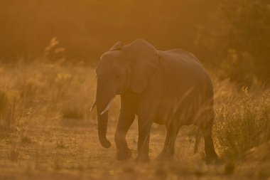 Bir grup Afrika Fili (Loxodonta africana) Güney Luangwa Ulusal Parkı, Zambiya 'da batan güneşi geçiyor