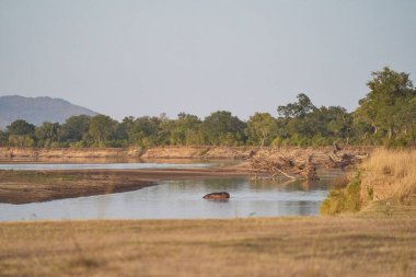 Hippopotamus (Hippopotamus amfibi), Güney Luangwa Ulusal Parkı, Zambiya 'da kurak mevsimin sonunda Luangwa Nehri' nde bulunur.