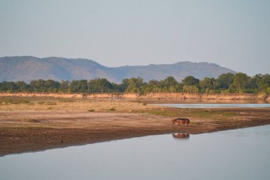 Hippopotamus (Hippopotamus amfibi), Güney Luangwa Ulusal Parkı, Zambiya 'da kurak mevsimin sonunda Luangwa Nehri' nde bulunur.