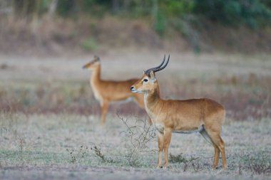 Güney Luangwa Ulusal Parkı, Zambiya 'da Erkek Puku (Kobus vardoni)