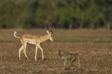 Erkek İmpala (Aepyceros melampus) Güney Luangwa Ulusal Parkı, Zambiya 'daki yıllık monotonluk döneminde dişileri gösteriyor ve kovalıyor.