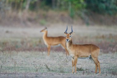 Güney Luangwa Ulusal Parkı, Zambiya 'da Erkek Puku (Kobus vardoni)