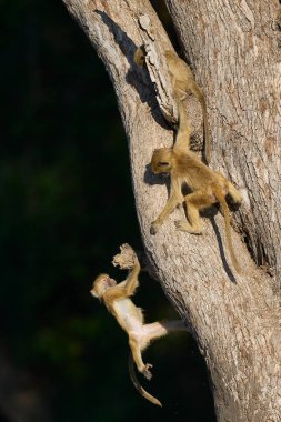 Güney Luangwa Ulusal Parkı Zambiya 'daki bir ağaçta oynayan genç Sarı Babun (Papio cynocephalus) grubu