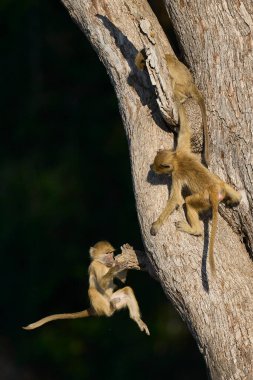 Güney Luangwa Ulusal Parkı Zambiya 'daki bir ağaçta oynayan genç Sarı Babun (Papio cynocephalus) grubu