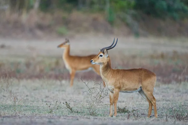 Güney Luangwa Ulusal Parkı, Zambiya 'da Erkek Puku (Kobus vardoni)