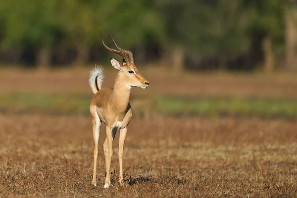 Erkek İmpala (Aepyceros melampus) Güney Luangwa Ulusal Parkı, Zambiya 'daki yıllık monotonluk döneminde dişileri gösteriyor ve kovalıyor.