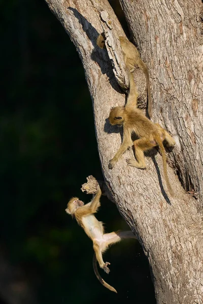 Güney Luangwa Ulusal Parkı Zambiya 'daki bir ağaçta oynayan genç Sarı Babun (Papio cynocephalus) grubu