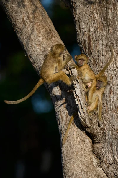 Güney Luangwa Ulusal Parkı Zambiya 'daki bir ağaçta oynayan genç Sarı Babun (Papio cynocephalus) grubu