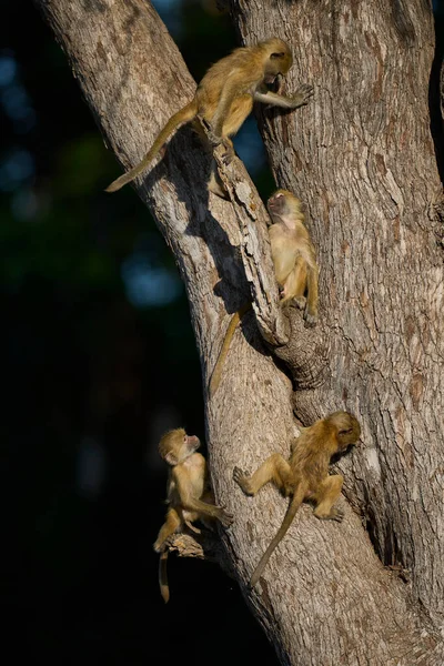 Güney Luangwa Ulusal Parkı Zambiya 'daki bir ağaçta oynayan genç Sarı Babun (Papio cynocephalus) grubu