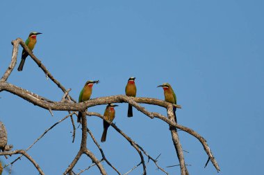 Beyaz önlü Arı Yiyiciler (Merops bullockoides) Güney Luangwa Ulusal Parkı, Zambiya 'daki ölü bir ağacın dallarına tünediler.