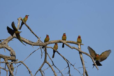 Beyaz önlü Arı Yiyiciler (Merops bullockoides) Güney Luangwa Ulusal Parkı, Zambiya 'daki ölü bir ağacın dallarına tünediler.
