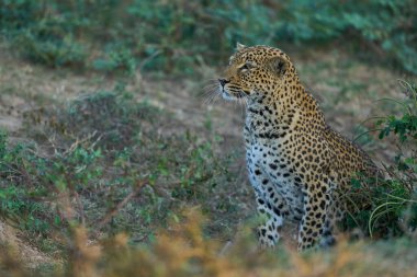 Güney Luangwa Ulusal Parkı, Zambiya 'da maymun avlayan dişi leopar (Panthera pardus)