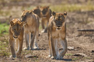 Güney Luangwa Ulusal Parkı, Zambiya 'da Afrika Aslanı Gururu (Panthera leo)