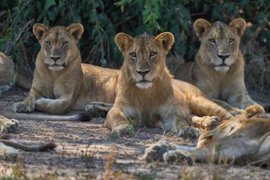 Güney Luangwa Ulusal Parkı, Zambiya 'da Afrika Aslanı Gururu (Panthera leo)