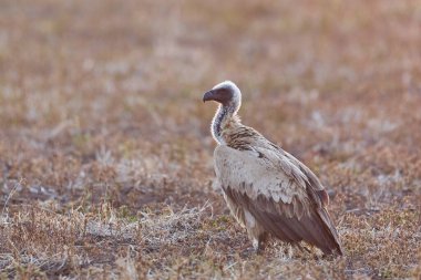 Beyaz sırtlı Akbaba (Gyps africanus) Güney Luangwa Ulusal Parkı, Zambiya