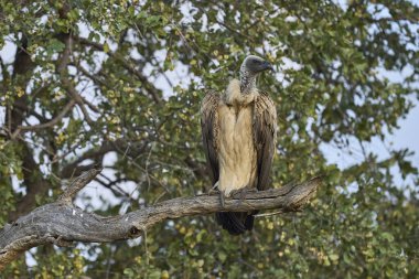 Beyaz sırtlı Akbaba (Gyps africanus) Güney Luangwa Ulusal Parkı, Zambiya 'daki bir ağaçtan kalkıyor.