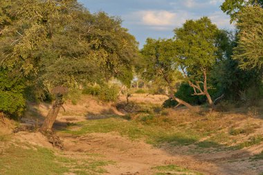 Zambiya 'daki Güney Luangwa Ulusal Parkı' nın manzarası. Mevsimlik yağmurlardan sonra ağaçlar kuruyor..