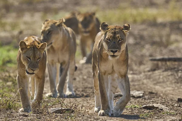 Güney Luangwa Ulusal Parkı, Zambiya 'da Afrika Aslanı Gururu (Panthera leo)