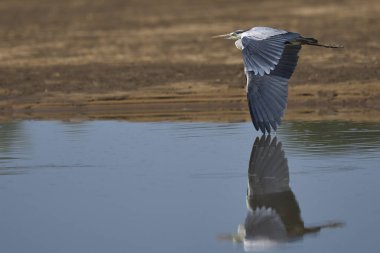 Gri Heron (Ardea cinerea) Güney Luangwa Ulusal Parkı 'ndaki bir lagünün üzerinde uçuyor.