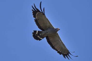 Afrika Harrier-Hawk (Polyboroides typus) Güney Luangwa Ulusal Parkı, Zambiya 'da mavi gökyüzüne karşı uçuyor