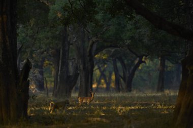 Sarı Babun (Papio cynocephalus) ve Impala Güney Luangwa Ulusal Parkı, Zambiya 'da ağaçların arasında arka planda.