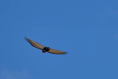 Bateleur kartalı (Terathopius ecaudatus) Güney Luangwa Ulusal Parkı 'nda mavi gökyüzüne karşı uçuyor. Zambiya