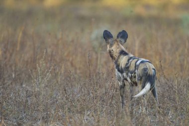 Afrika Vahşi Köpeği sürüsü (Lycaon pictus) Güney Luangwa Ulusal Parkı, Zambiya 'ya ava gidiyor.