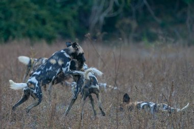 Güney Luangwa Ulusal Parkı, Zambiya 'ya ava gitmeden önce Afrika Vahşi Köpeği (Lycaon pictus) sürüsü birbirlerini selamlıyor.