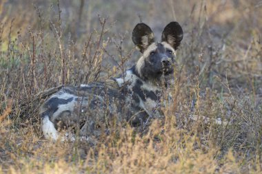 Afrika Vahşi Köpeği sürüsü (Lycaon pictus) Güney Luangwa Ulusal Parkı, Zambiya 'da günün ortasında çayırlarda dinleniyor.
