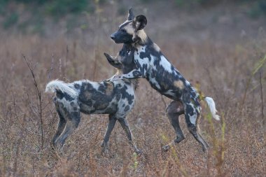 Güney Luangwa Ulusal Parkı, Zambiya 'ya ava gitmeden önce Afrika Vahşi Köpeği (Lycaon pictus) sürüsü birbirlerini selamlıyor.