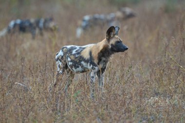 Afrika Vahşi Köpeği sürüsü (Lycaon pictus) Güney Luangwa Ulusal Parkı, Zambiya 'ya ava gidiyor.