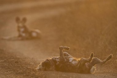 Afrika Vahşi Köpeği sürüsü (Lycaon pictus) Güney Luangwa Ulusal Parkı, Zambiya 'da gün batımında çakıl yolda dinleniyor.