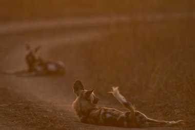 Afrika Vahşi Köpeği sürüsü (Lycaon pictus) Güney Luangwa Ulusal Parkı, Zambiya 'da gün batımında çakıl yolda dinleniyor.