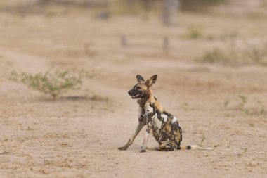 Afrika Vahşi Köpeği sürüsü (Lycaon pictus) Güney Luangwa Ulusal Parkı, Zambiya 'ya ava gidiyor.