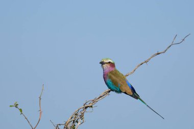 Güney Luangwa Ulusal Parkı, Zambiya 'da Leylak göğüslü Roller (Coracias caudatus)