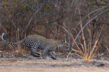 Güney Luangwa Ulusal Parkı Zambiya 'da koşan dişi leopar (Panthera pardus)