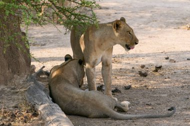 Güney Luangwa Ulusal Parkı Zambiya 'da dinlenen dişi Afrika Aslanı (Panthera leo) grubu.