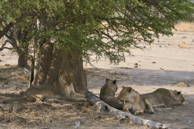 Güney Luangwa Ulusal Parkı Zambiya 'da dinlenen dişi Afrika Aslanı (Panthera leo) grubu.