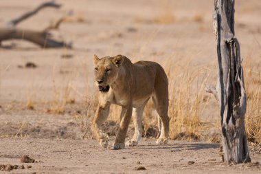 Güney Luangwa Ulusal Parkı Zambiya 'da dinlenen dişi Afrika Aslanı (Panthera leo) grubu.