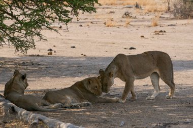 Güney Luangwa Ulusal Parkı Zambiya 'da dinlenen dişi Afrika Aslanı (Panthera leo) grubu.
