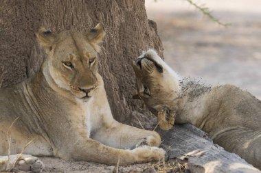 Güney Luangwa Ulusal Parkı Zambiya 'da dinlenen dişi Afrika Aslanı (Panthera leo) grubu.