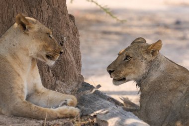 Güney Luangwa Ulusal Parkı Zambiya 'da dinlenen dişi Afrika Aslanı (Panthera leo) grubu.