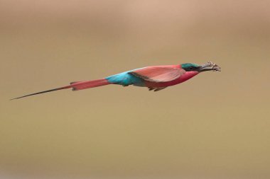 Güney Luangwa Ulusal Parkı, Zambiya 'daki Luangwa Nehri üzerinde uçan böcekleri avlayan Güney Carmine Arı Yiyen (Merops nubicoides)