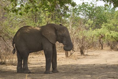 Bir grup Afrika Fili (Loxodonta africana) Güney Luangwa Ulusal Parkı 'nda dinleniyor.