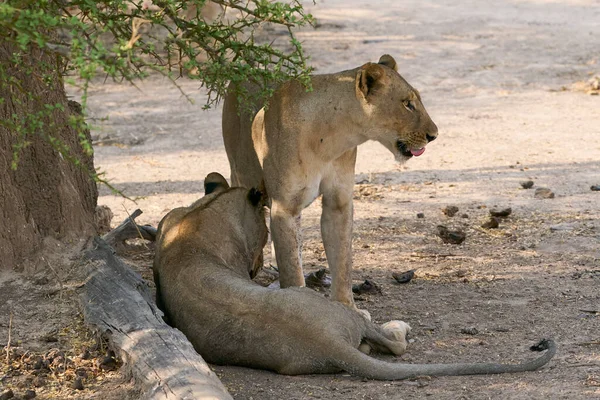 Güney Luangwa Ulusal Parkı Zambiya 'da dinlenen dişi Afrika Aslanı (Panthera leo) grubu.