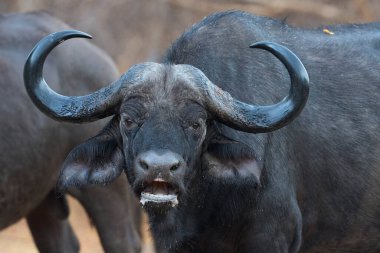 Güney Luangwa Ulusal Parkı, Zambiya 'da bir yağmur fırtınasında büyük bir Afrika Bizonu sürüsü (Syncerus caffer)