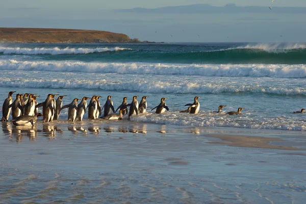 Pingüinos Rey en el Oleaje —  Fotos de Stock