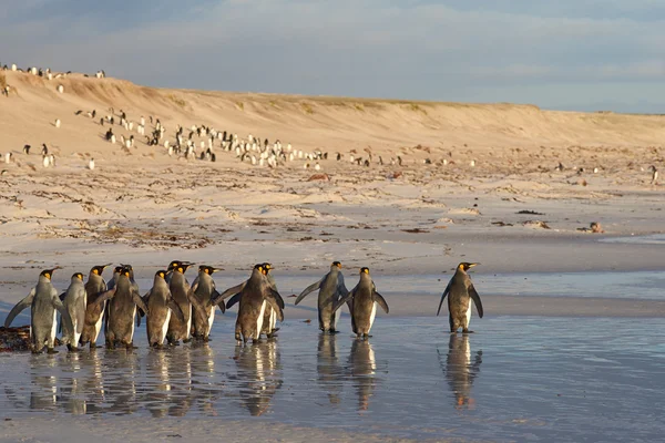 Roi des pingouins dans le surf — Photo