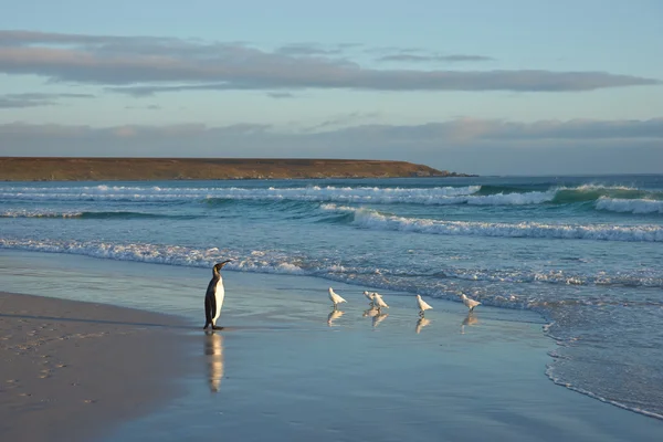 Βασιλικοί πιγκουίνοι σε μια παραλία — Φωτογραφία Αρχείου